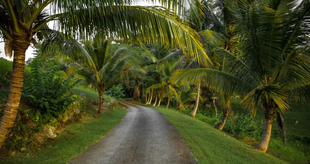 Seasons in Jamaica Dry vs. Rainy