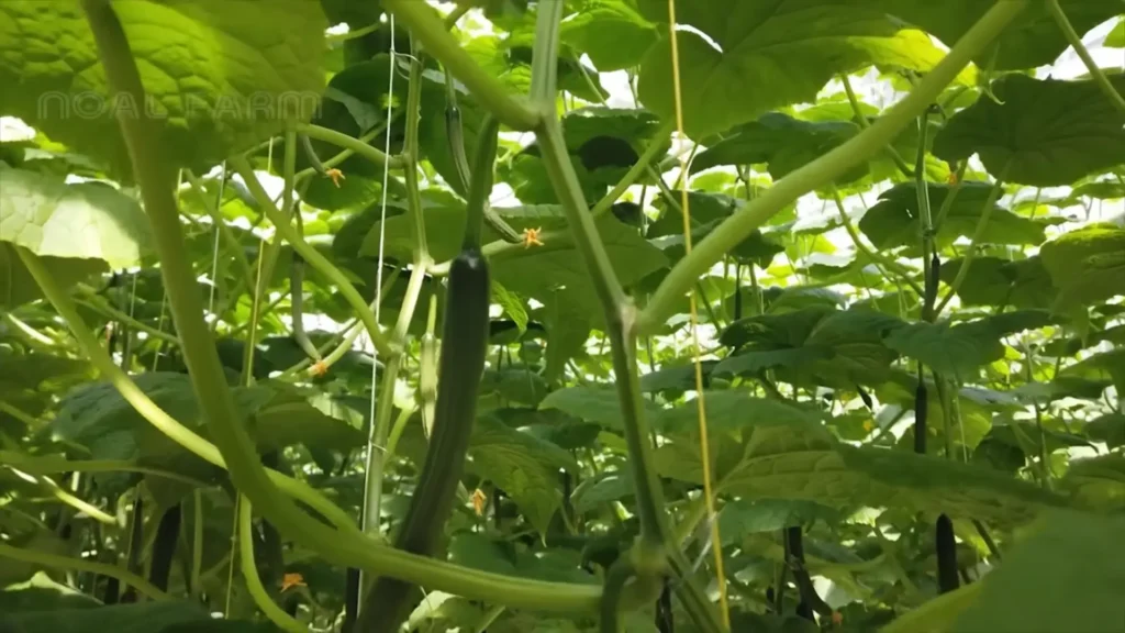 Plants start producing fruits