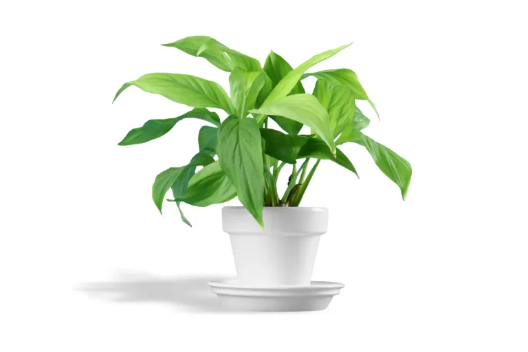 Exploring Plant Science Answers to Common Questions