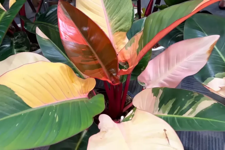 The Bangkok International Exotic Plants Exhibition A Rare Plant Extravaganza